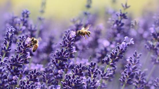 Lavendel mit Bienen