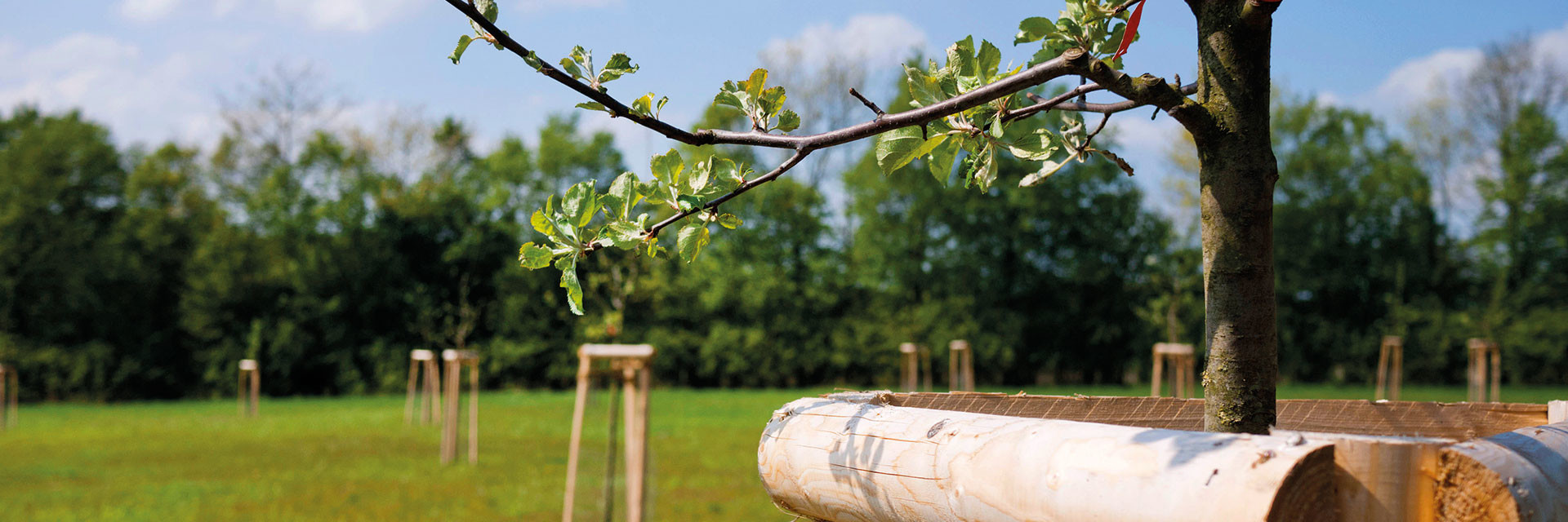 Obstwiese Hellern