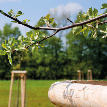 Obstwiese Hellern