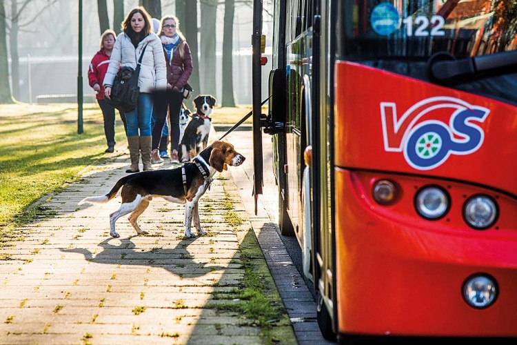 Bus Hundetraining