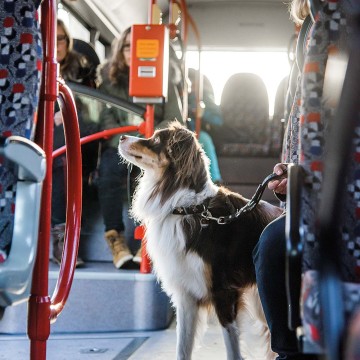 Bus Hundetraining