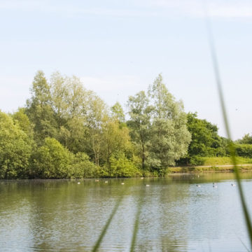 Regenrueckhaltebecken als Lebensraum