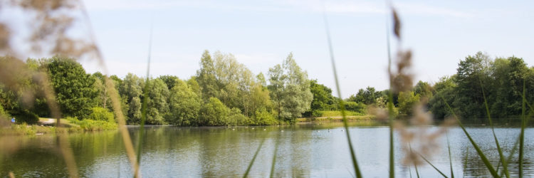 Regenrueckhaltebecken als Lebensraum