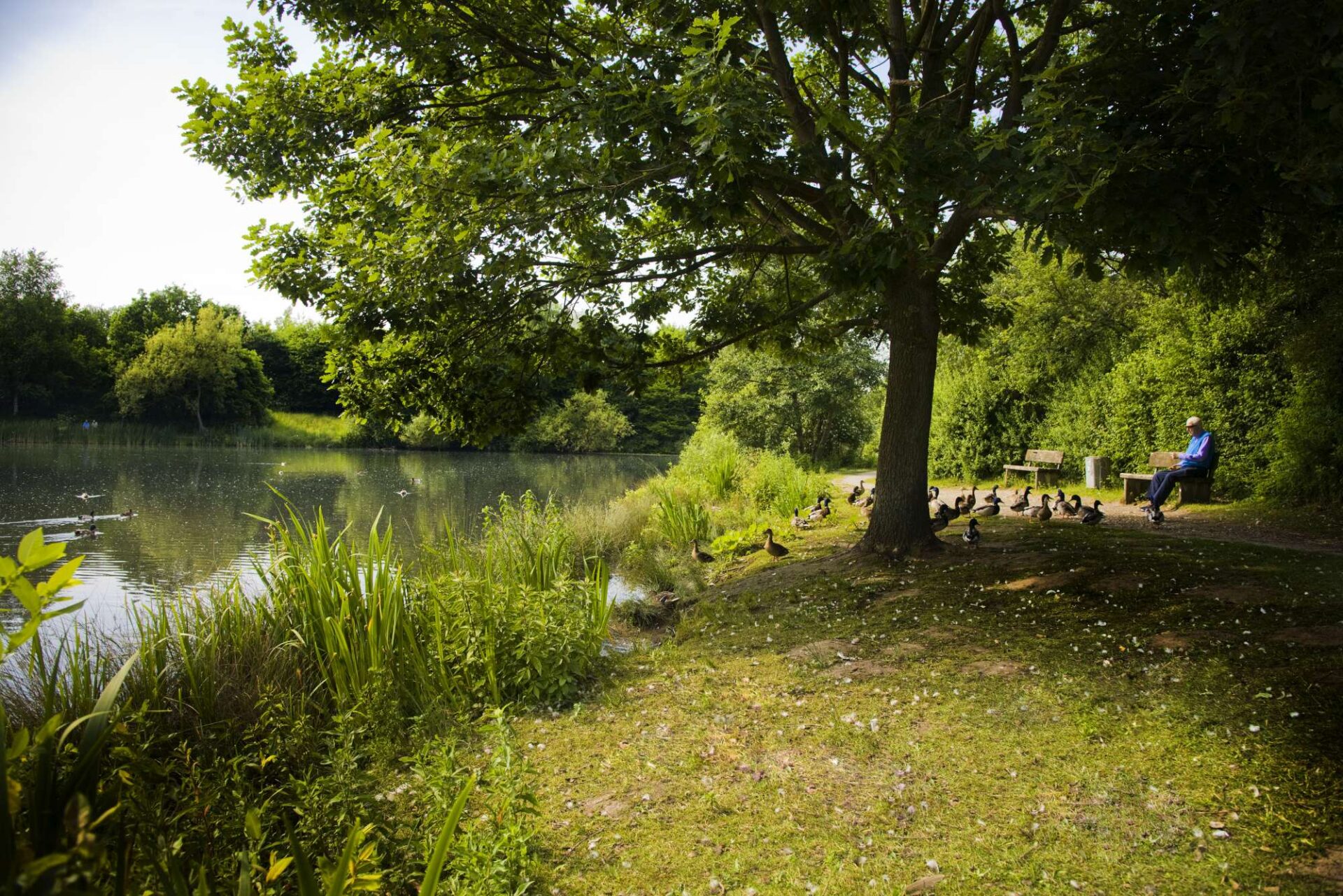 Regenrueckhaltebecken als Lebensraum