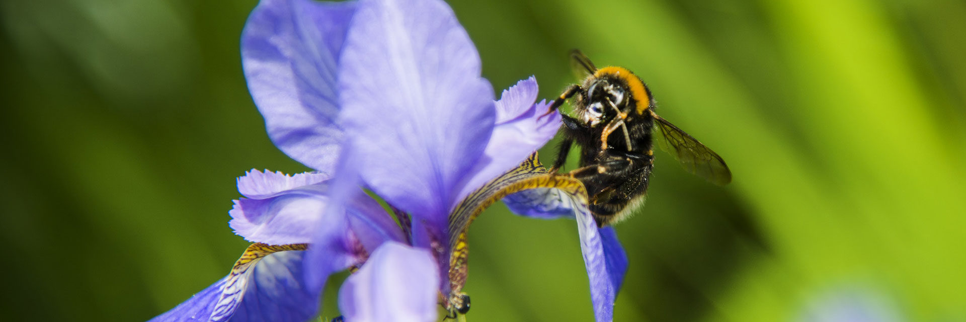 Osnabrücker BienenBündnis