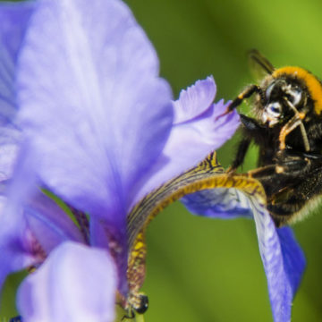 Osnabrücker BienenBündnis