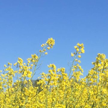 Osnabrücker BienenBündnis