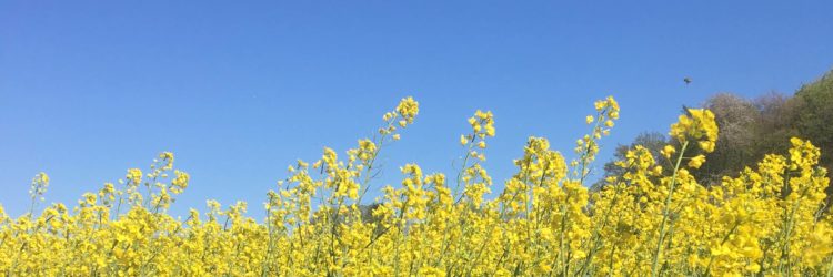 Osnabrücker BienenBündnis