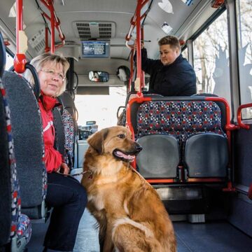 Bus Hundetraining