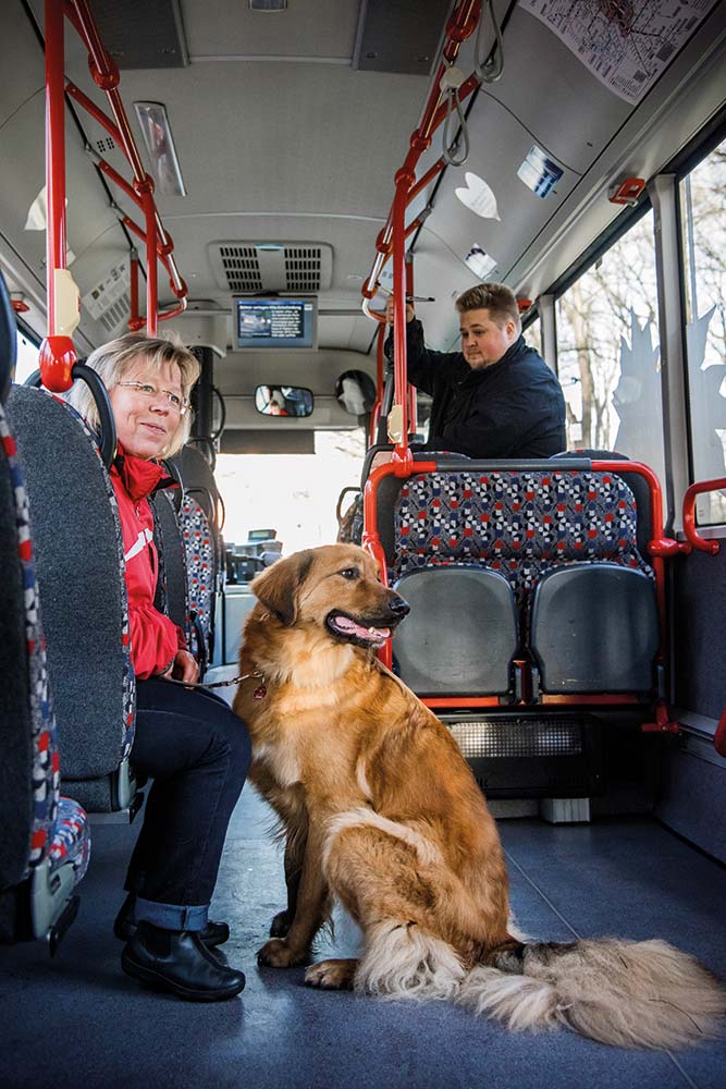 Bus Hundetraining